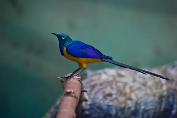 A fényes kék madár egy csodálatos seregély vagy tricolor spore — Stock Fotó