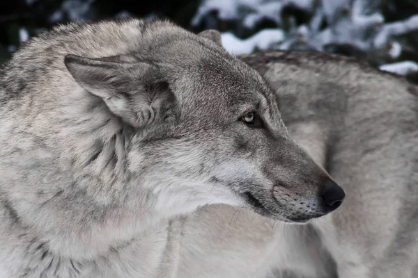 Grijze wolf in de sneeuw. — Stockfoto