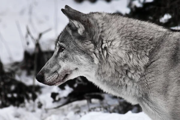 눈에 회색 늑대. — 스톡 사진
