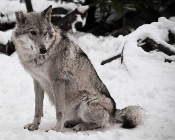 gray wolf in the snow.