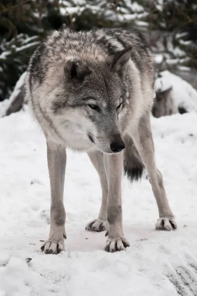 Grå varg i snön. — Stockfoto