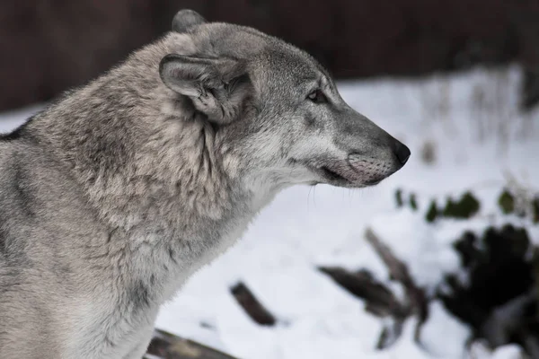 雪の中で灰色オオカミ. — ストック写真