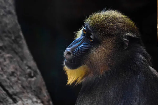 Krásná madril pavián s jasně žlutý vlasy a modrý nos — Stock fotografie