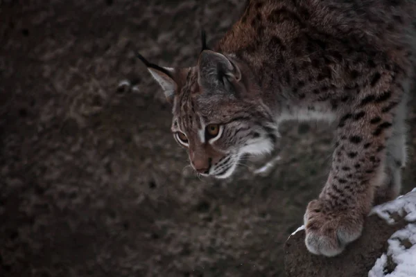 ダウンほっそりと美しい山猫 lynx — ストック写真