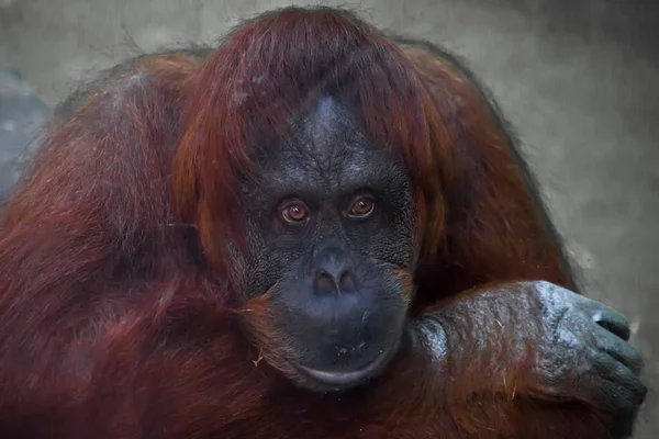 Smart face orangutan close up.