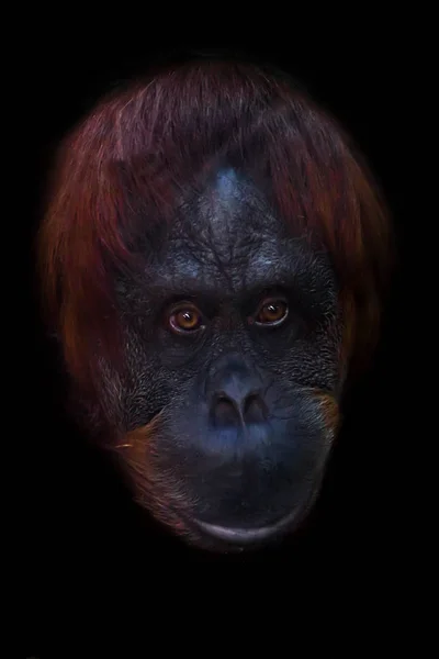 Orangutan inteligentní tvář zblízka. — Stock fotografie