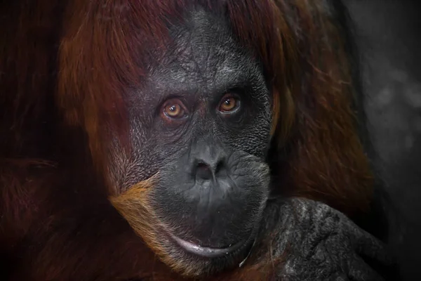 Rosto inteligente orangotango de perto . — Fotografia de Stock