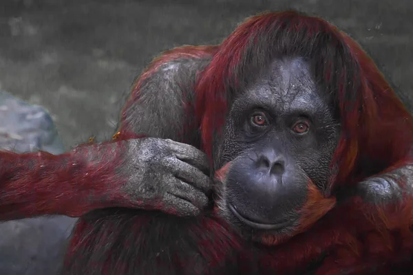 Orang-Utan mit ausgestreckter Hand — Stockfoto