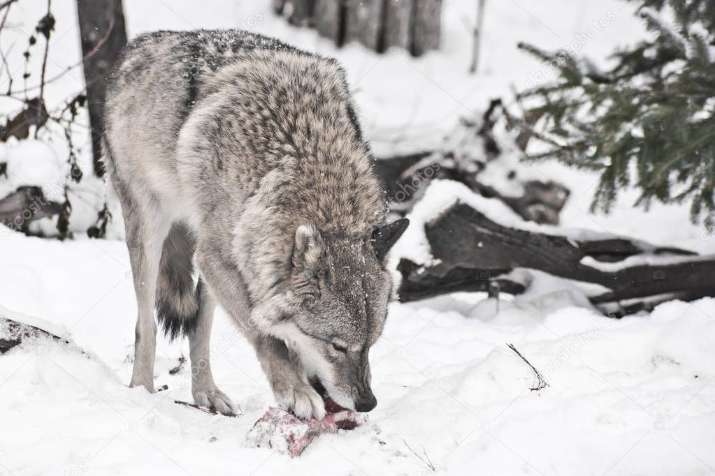 Gray wolf on white snow with a piece of meat. the beast is cauti