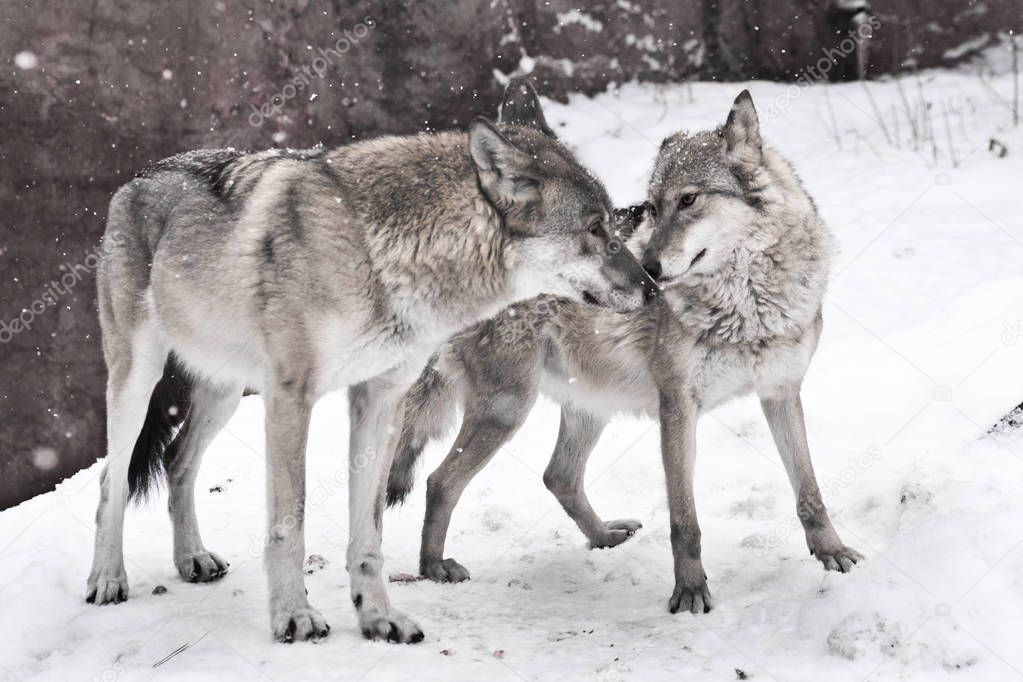 happy married couple of wolves together, a female wolf and a mal