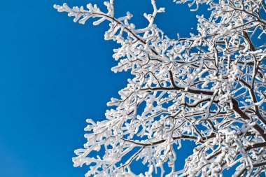 Beyaz beyaz shin kalın bir tabaka ile kaplı ağaçlar dallarını