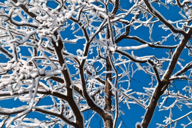 karla kaplı ağaç dalları parlak mavi bir karşı bir labirent 