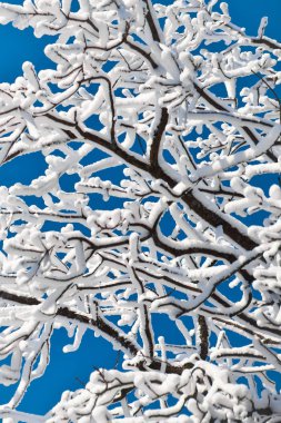 karla kaplı ağaç dalları parlak mavi bir karşı bir labirent 