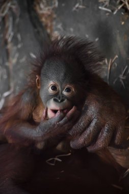 Yaramaz küçük bebek orangutan sinsice görünüyor ve bir şey icat etti