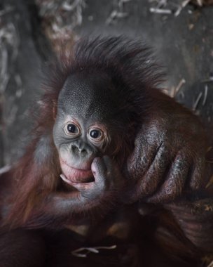 Orangutan anne üzerinde küçük dokunaklı bebek (buzağı)