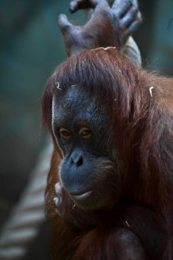 Phlegmatic orangutan orangutan yakın çekim phlegmat yüzü