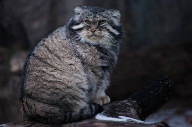 kedi manul bir güdük üzerinde oturur ve kızgın bir bakışla görünüyor bir