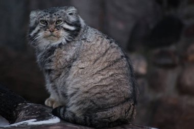 Vahşi kedi manul hoşnutsuz bir yüz ile büyük bir kedi olduğunu ve