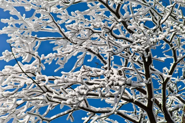 Rami d'albero ricoperti da uno spesso strato di gelo (neve) contro — Foto Stock