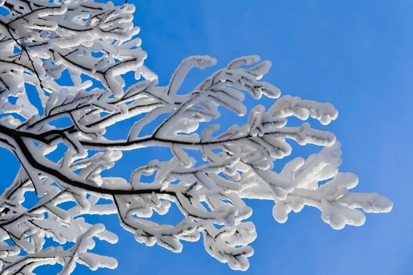 Дерево ветви покрыты толстым слоем мороза (снег) против — стоковое фото