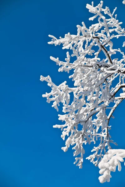 Белые ветви деревьев, покрытые толстым слоем белых фросов — стоковое фото
