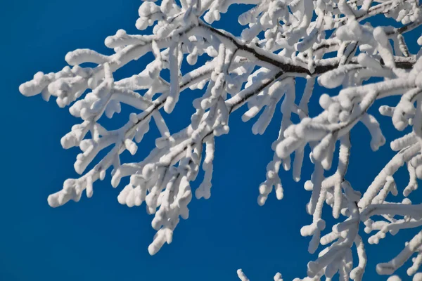 Белые ветви деревьев, покрытые толстым слоем белой голени — стоковое фото