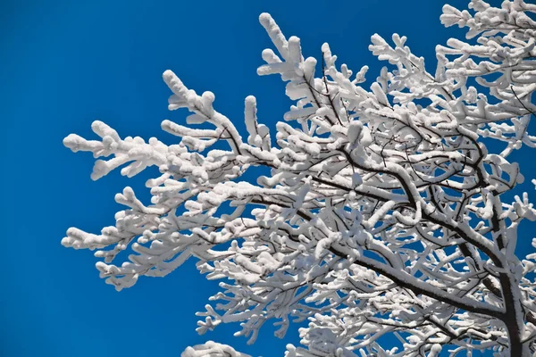 Белые ветви деревьев, покрытые толстым слоем белых фросов — стоковое фото
