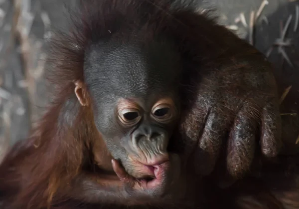 Flegmatický malé miminko orangutana zamyšleně saje prst. — Stock fotografie