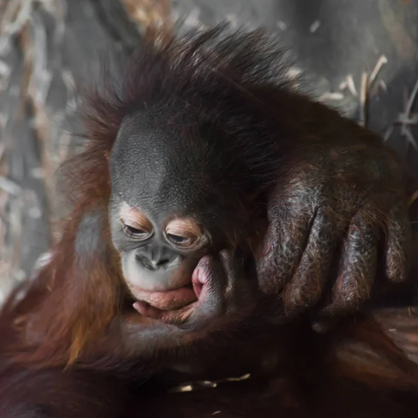 Fleumático pequeno bebê orangotango sonhos sobre algo com ela — Fotografia de Stock