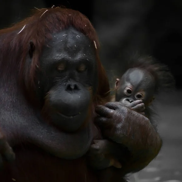 Skromny matki małp (orangutan) obniża jej oczy, w ramionach — Zdjęcie stockowe