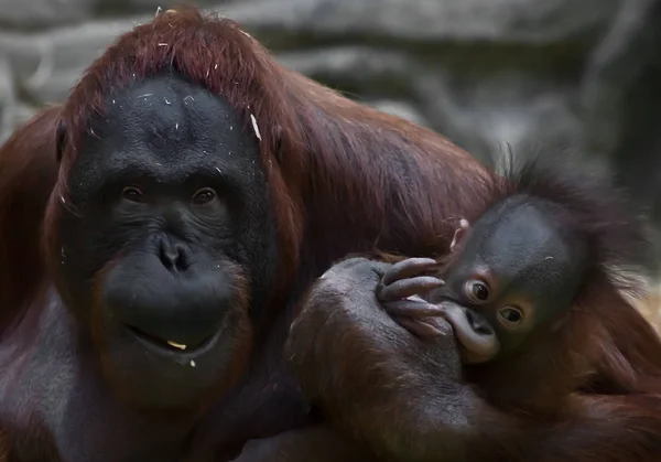 The sly and broken mother of an orangutan with a baby seems to b — Stock Photo, Image