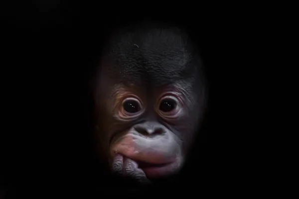 Egy aranyos kis orangután baba puha vörös hajú és fekete szeme — Stock Fotó