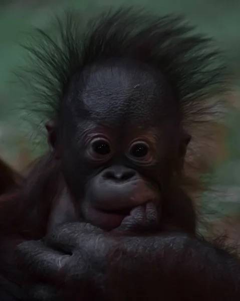Un lindo bebé orangután con pelo rojo esponjoso y ojos negros — Foto de Stock