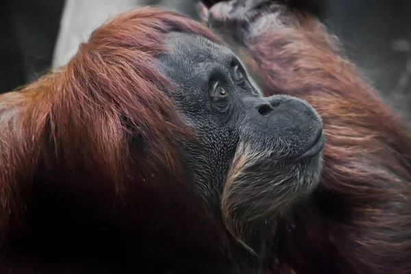 Face phlegmatic orangutan close-up — Stock Photo, Image