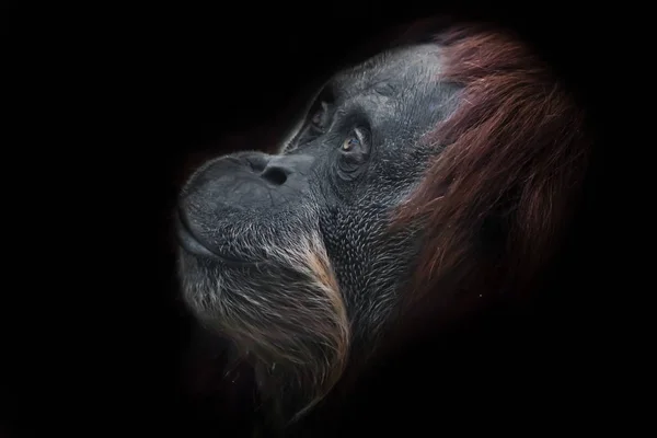 Face phlegmatic orangutan close-up