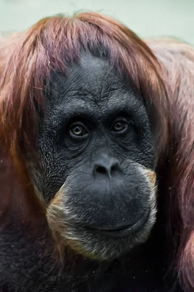 Face phlegmatic orangotango close-up — Fotografia de Stock