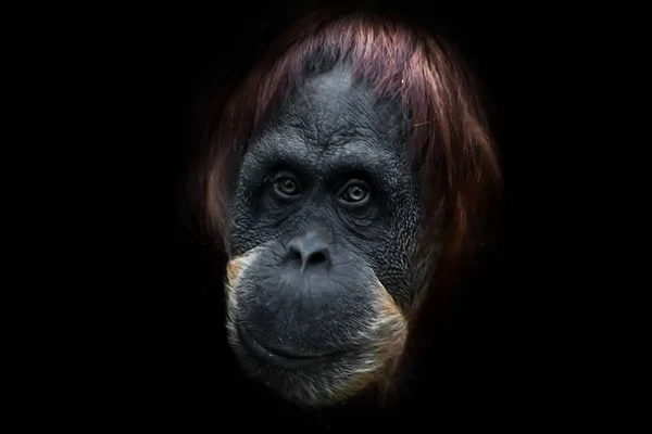 Tvář flegmatický orangutan detail — Stock fotografie