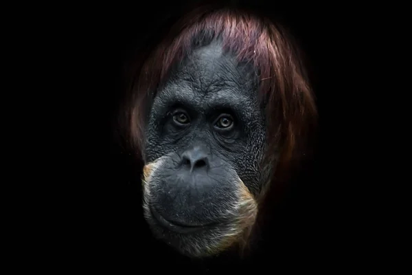 Face phlegmatic orangutan close-up