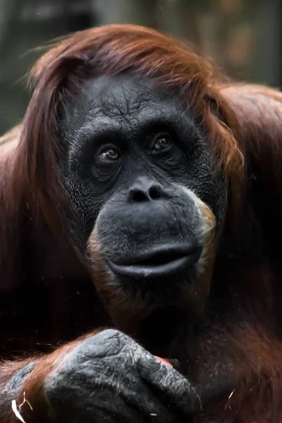 Face phlegmatic orangutan close-up