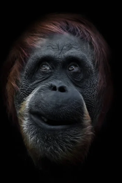 Face phlegmatic orangutan close-up