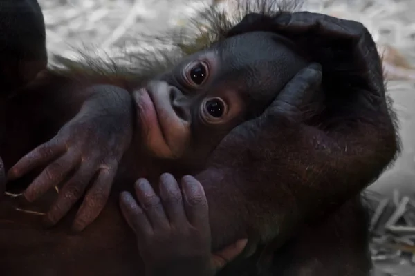 Niedliche Baby-Orang-Utan, sanfte Hand — Stockfoto