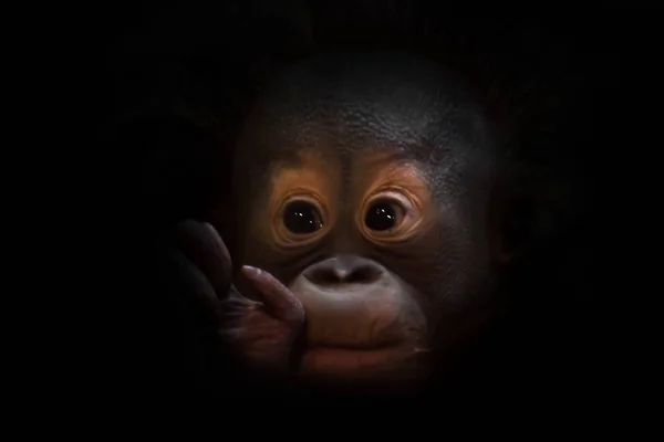 可爱的小猩猩, 温柔的手 — 图库照片