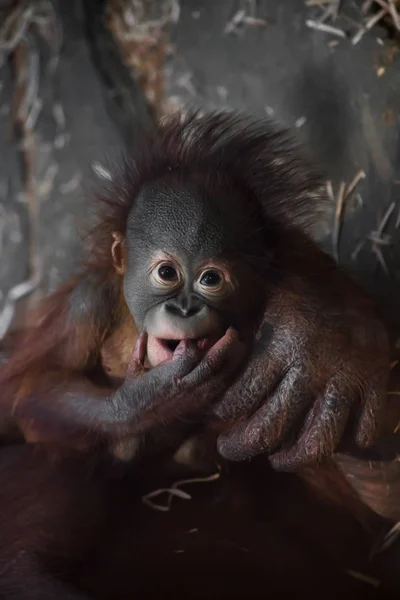Ein freches kleines Orang-Utan-Baby sieht verschmitzt aus und erfindet etwas Dünnes — Stockfoto