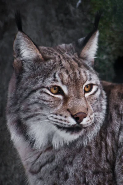 Un primer plano de un lince, una mirada serena en la mitad de la vuelta de un —  Fotos de Stock