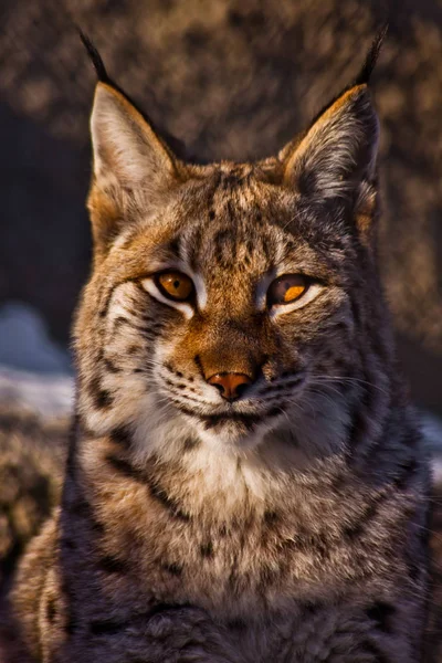 귀에 큰 노란색 눈 tassels lynx 머리. — 스톡 사진