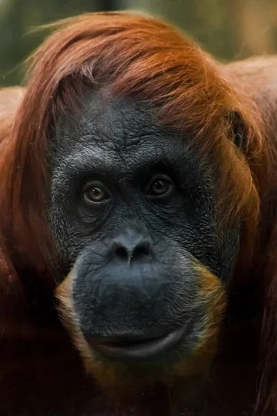 Dúvida emocional. Rosto inteligente e gentil de orangotango vermelho de perto . — Fotografia de Stock