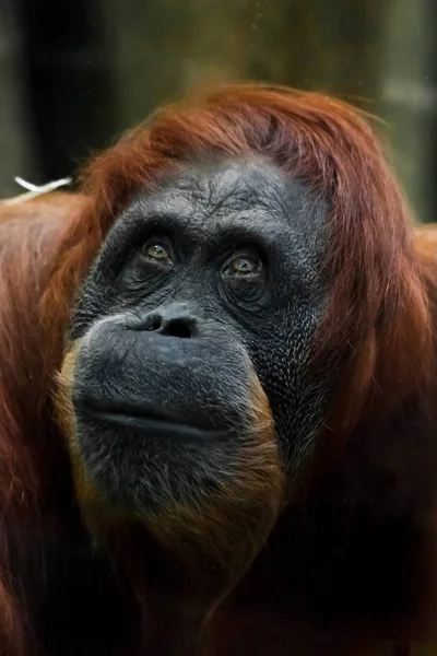 Cara inteligente y amable de orangután rojo de cerca . —  Fotos de Stock