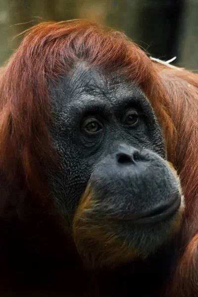 Emoção perplexa. Rosto inteligente e gentil de orangotango vermelho perto — Fotografia de Stock