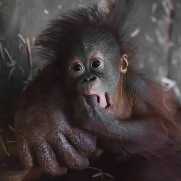 Ein süßes kleines Brust-Orang-Utan-Baby und eine große, zuverlässige Hand von — Stockfoto