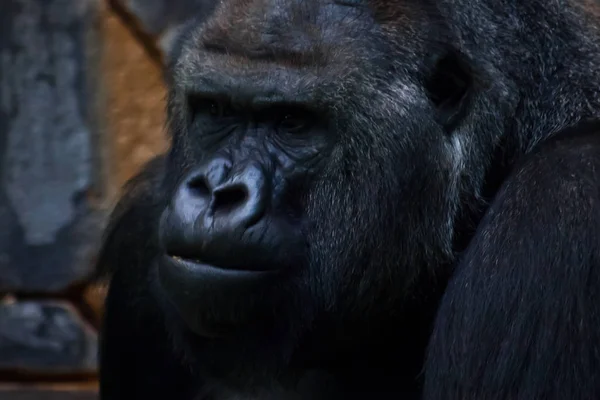 Gorilí samec úsťová closeup — Stock fotografie